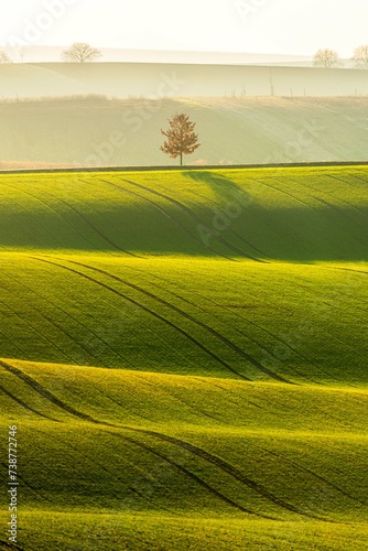 Spring agricultural landscape of South Moravia. Tree, cherry tree in the middle of the landscape. Sunset. 