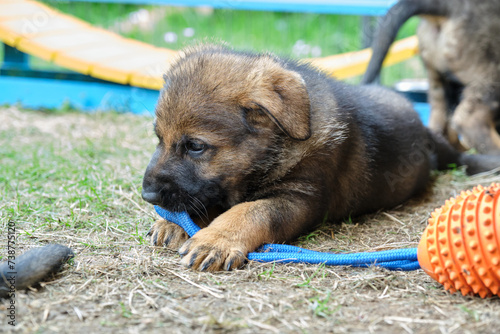 Beautiful and cute German Shepherd puppies playing in a garden on a sunny day in Skaraborg Sweden
