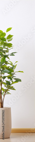 A photo of a potted plant with green leaves against a white wall.