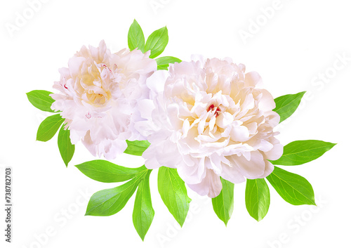 Two white peonies on a white background. White peony flower isolated. Working path saved. photo