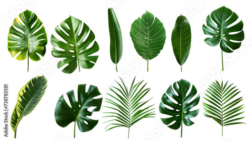 Tropical palm leaves (Monstera) are set on an isolated, transparent white background. Watercolor, hand-painted, summer clipart © ND STOCK