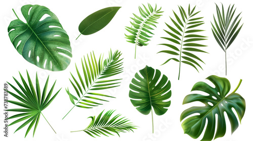 Tropical palm leaves  Monstera  are set on an isolated  transparent white background. Watercolor  hand-painted  summer clipart