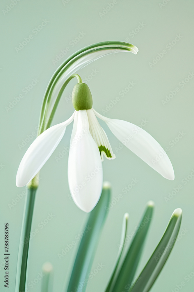 Close-up of a snowdrop on a light background. Macro photography. Close-up of a snowdrop on a light background. Macro photography.