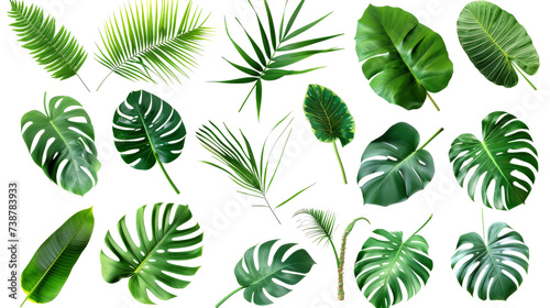 Tropical palm leaves (Monstera) are set on an isolated, transparent white background. Watercolor, hand-painted, summer clipart