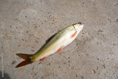 Rohu fish. It is a species of fish of the carp family. its other names rui fish, roho labeo, Labeo rohita.Its found in rivers in South Asia. It is a large omnivore and extensively used in aquaculture. photo