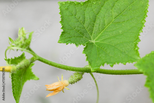 Growing cucumbers in the farm. Green plant