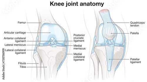 Healthy Knee Joint Anatomy. Labeled Illustration photo