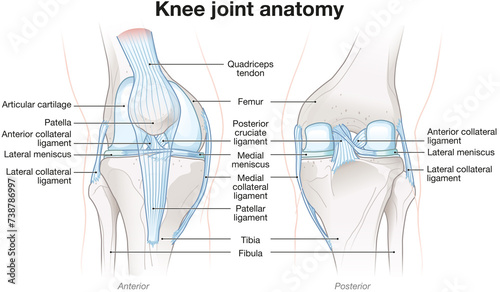 Knee Joint Anatomy. Labeled. Illustration photo