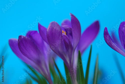 Fototapeta Naklejka Na Ścianę i Meble -  purple crocus flower