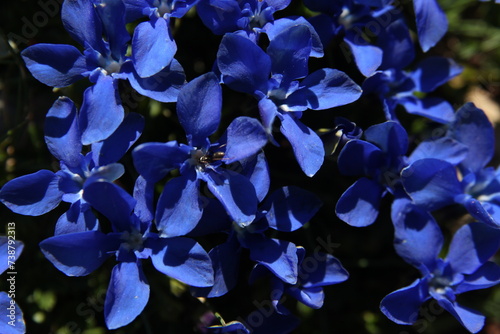 a close up of blue flowers of Gentiana sierrae Briq. plant photo