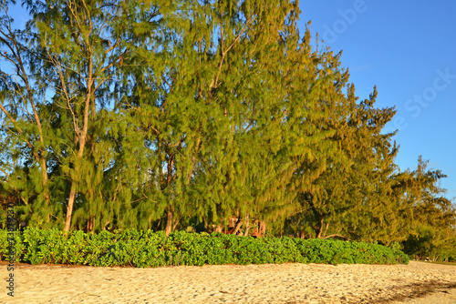 picturesque area of la Pointe aux canonniers in Mauritius photo