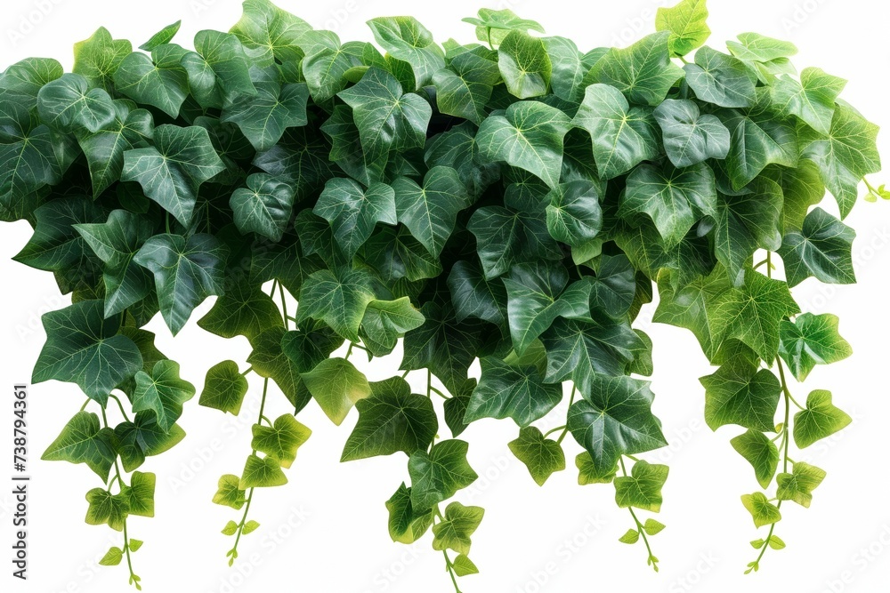 Fototapeta premium Lush green ivy leaves create a beautiful and fresh natural pattern on a wall, adding a touch of nature.
