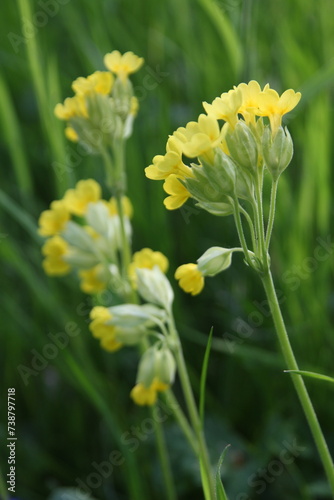 a close up of a bunch of yellow Primula elatior (L.) Hill plant flowers
