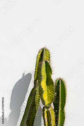 Vibrant green cactus casting a sharp shadow on a crisp white background, embodying minimalist desert beauty, perfect for modern botanical themes with a wall exterior outdoor in a sunny day