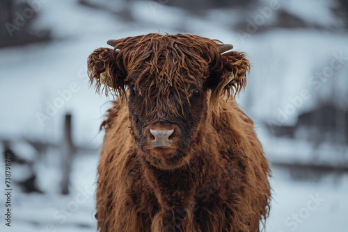 highland cow in winter