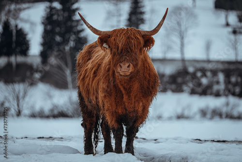 scottish highland cow