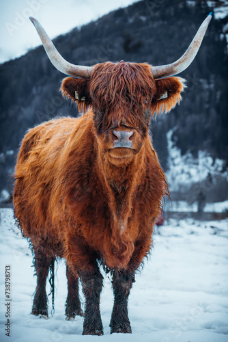 highland cow in winter