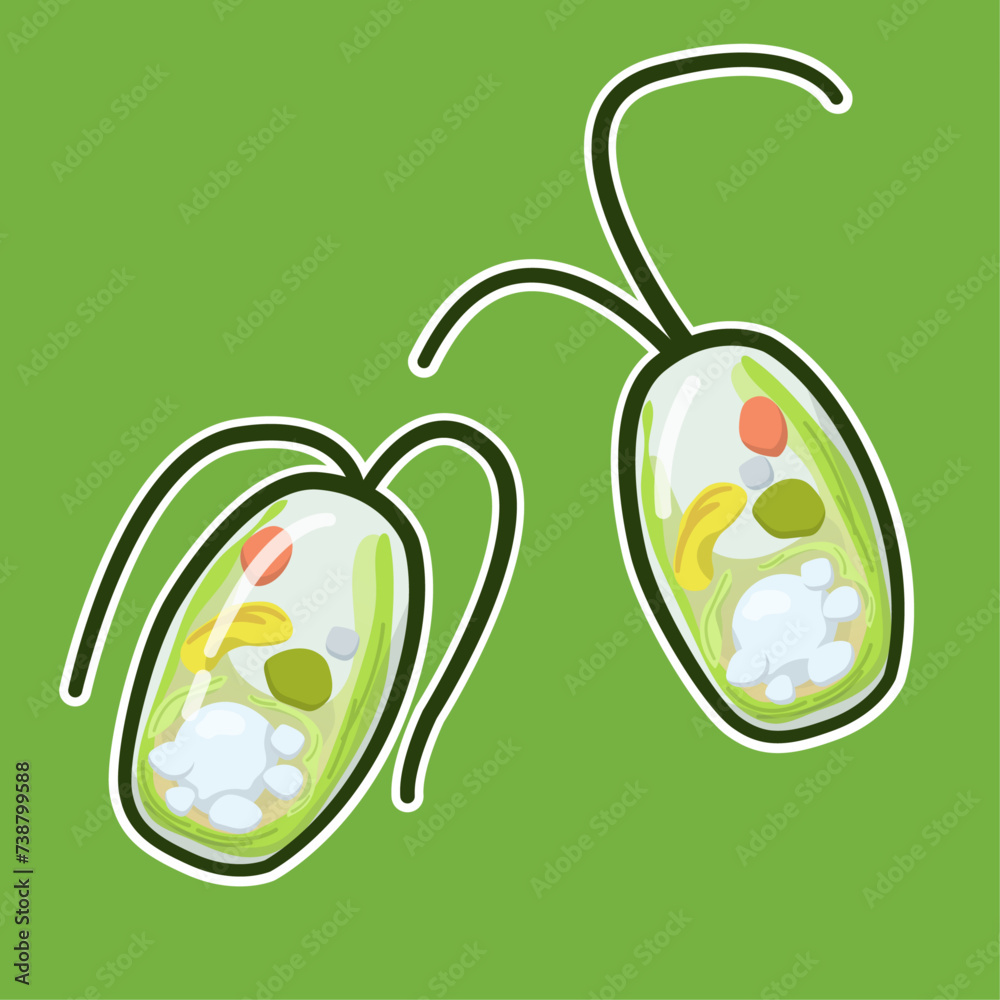 Microalgae Vector Images Dunaliella salina is a salt-loving microalgae known for high β-carotene ...