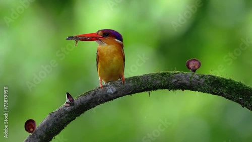 The black-backed dwarf kingfisher (Ceyx erithaca), also known as the three-toed kingfisher photo