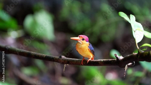 The black-backed dwarf kingfisher (Ceyx erithaca), also known as the three-toed kingfisher
