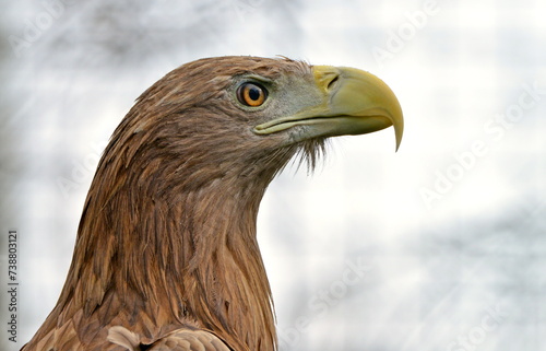 Seeadler