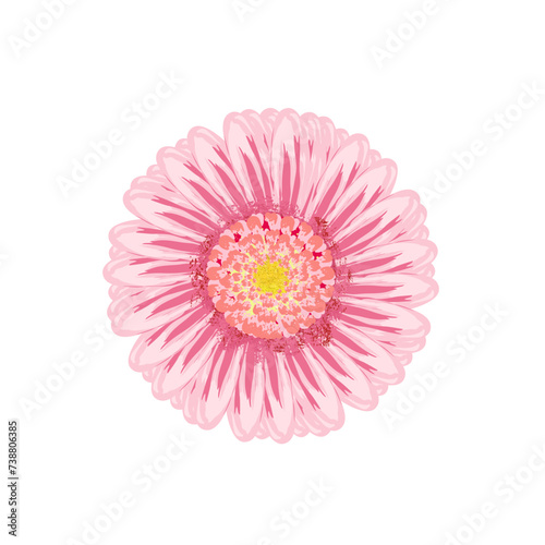 pink gerber daisy isolated
