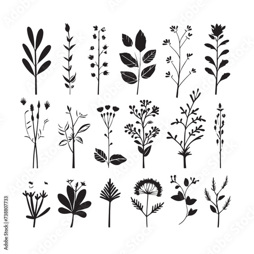 Medicinal herbs hand drawn summer floral photo