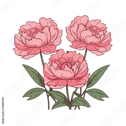 outline pink Peony flowers