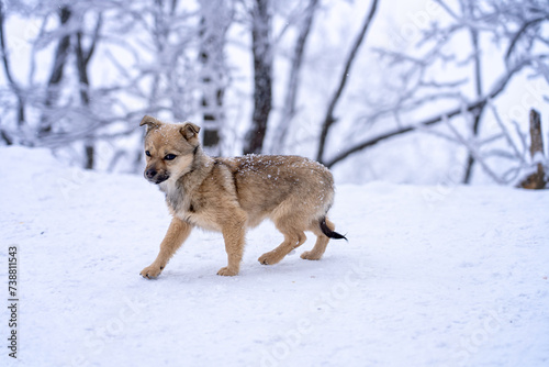 dog in snow