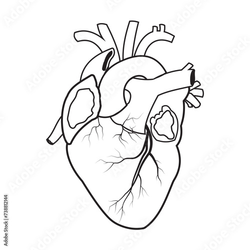 Hand drawing human heart. Human heart anatomy sketch design with stroke line. Human heart  silhouette, vector, icon, logo design. Human heart anatomy illustration. Flat design icon of anatomy human he