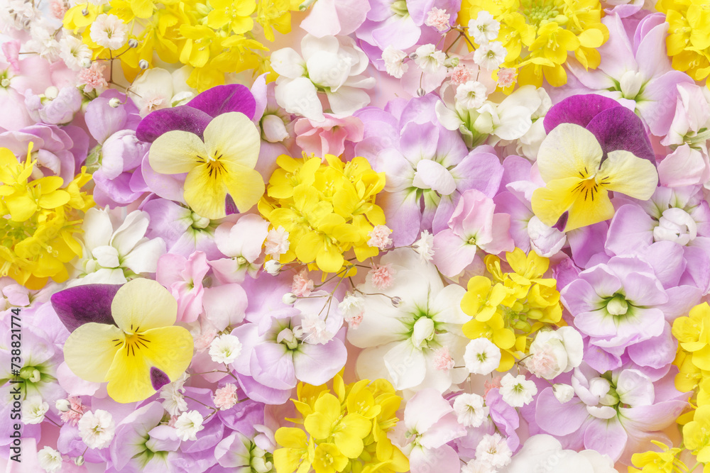 春の花の背景｜ストックと菜の花とビオラ