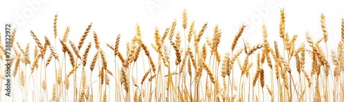 ripe wheat on white background