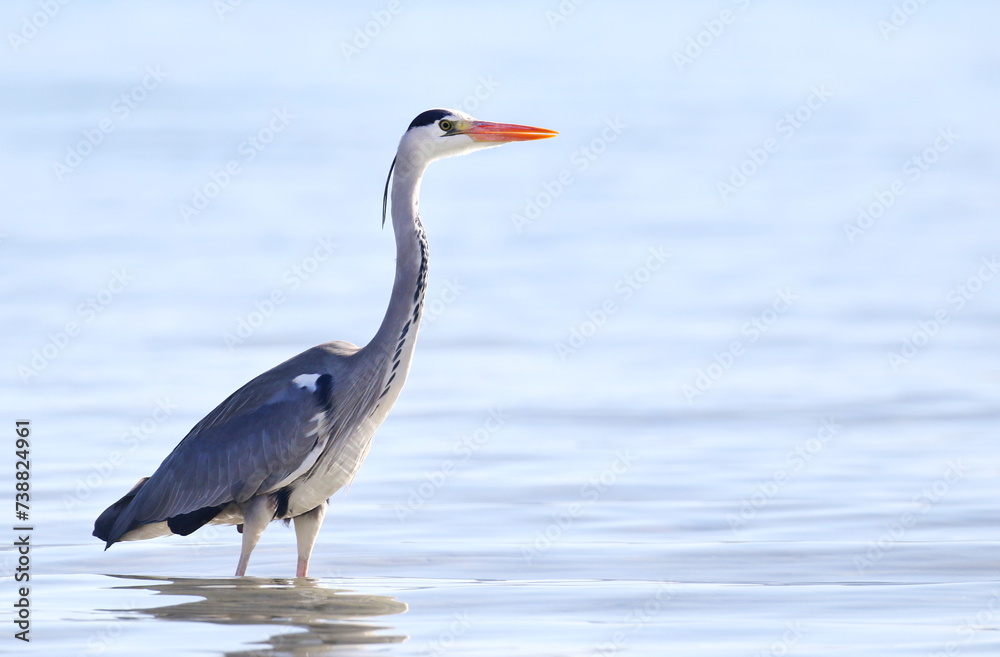 Gray Heron on seaside, Ardea cinerea, birds of Montenegro Gray Heron on seaside, Ardea cinerea, birds of Montenegro