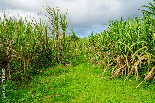 Lush green field of thick sugar cane stalks