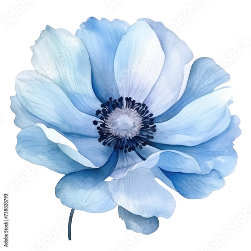 Watercolor blue flower. Hand painted transparent anemone with detailed petals. Botanical illustration for wedding design