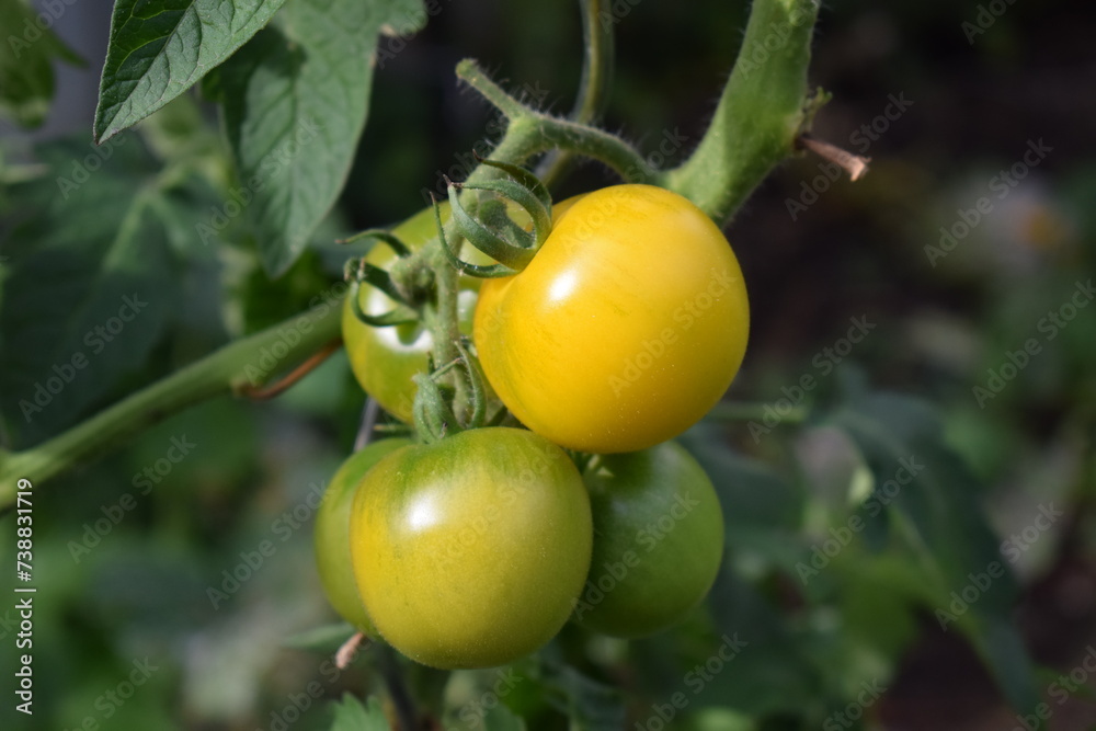 yellow tomatoes