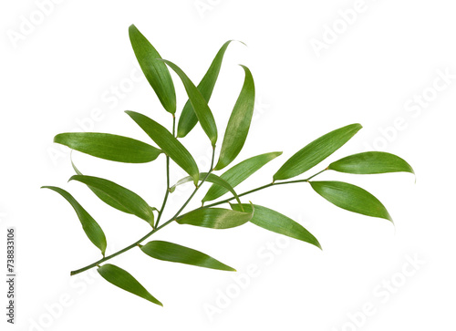 Green twig of italian ruscus (DANAE RACEMOSA) isolated on white or transparent background