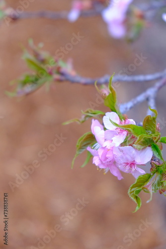 早春に咲く河津桜