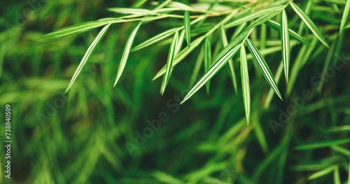 Abstract nature green Bamboo leaf with blurred leaves nature and greenery background in garden with copy space using as background wallpaper page concept.