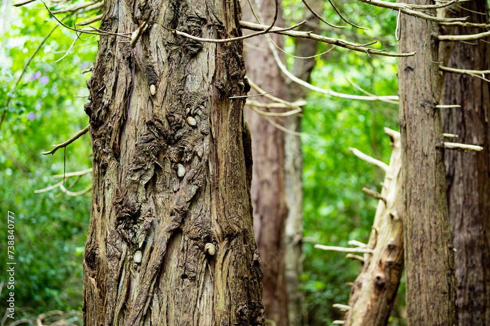Massive pine trees with ivy growing on their trunks. Impressive woodlands of Killarney National Park, County Kerry, Ireland Massive pine trees with ivy growing on their trunks. Impressive woodlands of Killarney National Park, County Kerry, Ireland