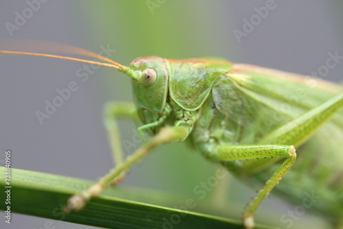 Closeup Grashopper II