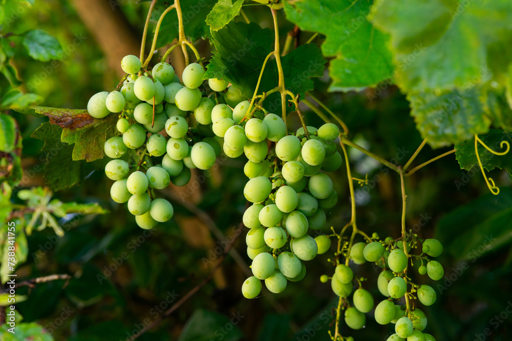 Several bunches of green grapes grow on a vine
