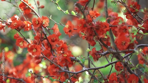 Chaenomeles speciosa (flowering quince, Chinese quince, or Japanese quince; zhou pi mugua) is a thorny deciduous or semi-evergreen shrub native to eastern Asia. photo