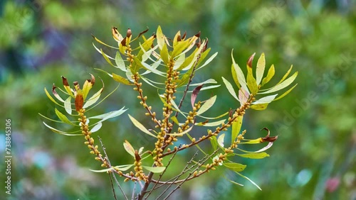 Myrica gale is species of flowering plant in genus Myrica, native to northern and Europe and parts of northern North America. Common names include bog-myrtle sweet willow, Dutch myrtle, and sweetgale. photo