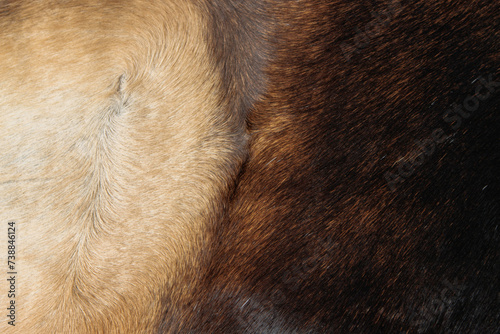 Close up of Cowhide