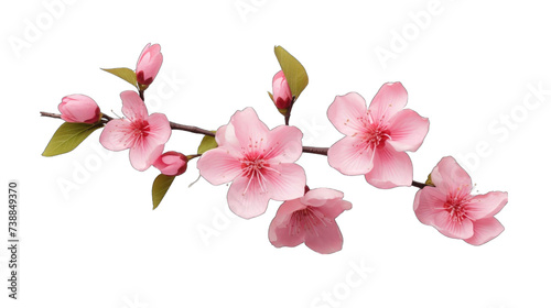 Almond pink spring png / transparent © Rehman