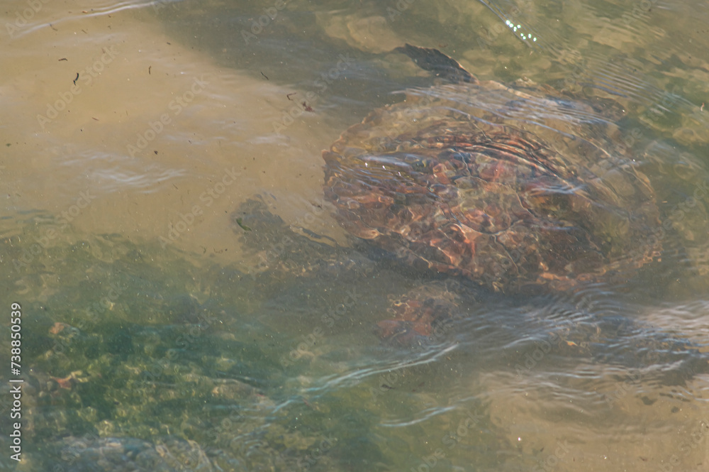 Sea turtle swimming on the edge of a beach in Santa Catarina in Brazil, turtle in the water, Cheloniidae