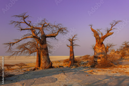 Mystische afrikanische Bäumen in weiter Landschaft unter lila Abendhimmel