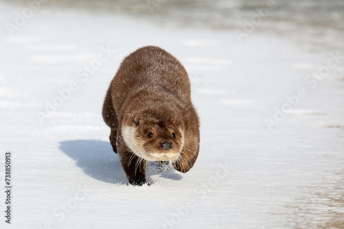 River otter on the river bank near the water in winter.  Blurred background. The otter is a mustelid family. Lutra vulgaris