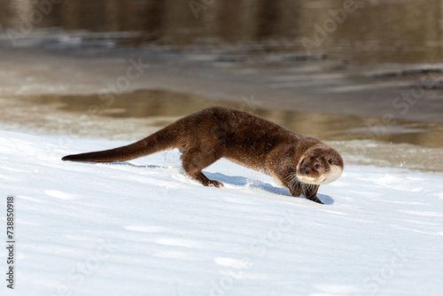River otter on the river bank near the water in winter. Snow is flying. Brown blurred background. The otter is a mustelid family. Lutra vulgaris